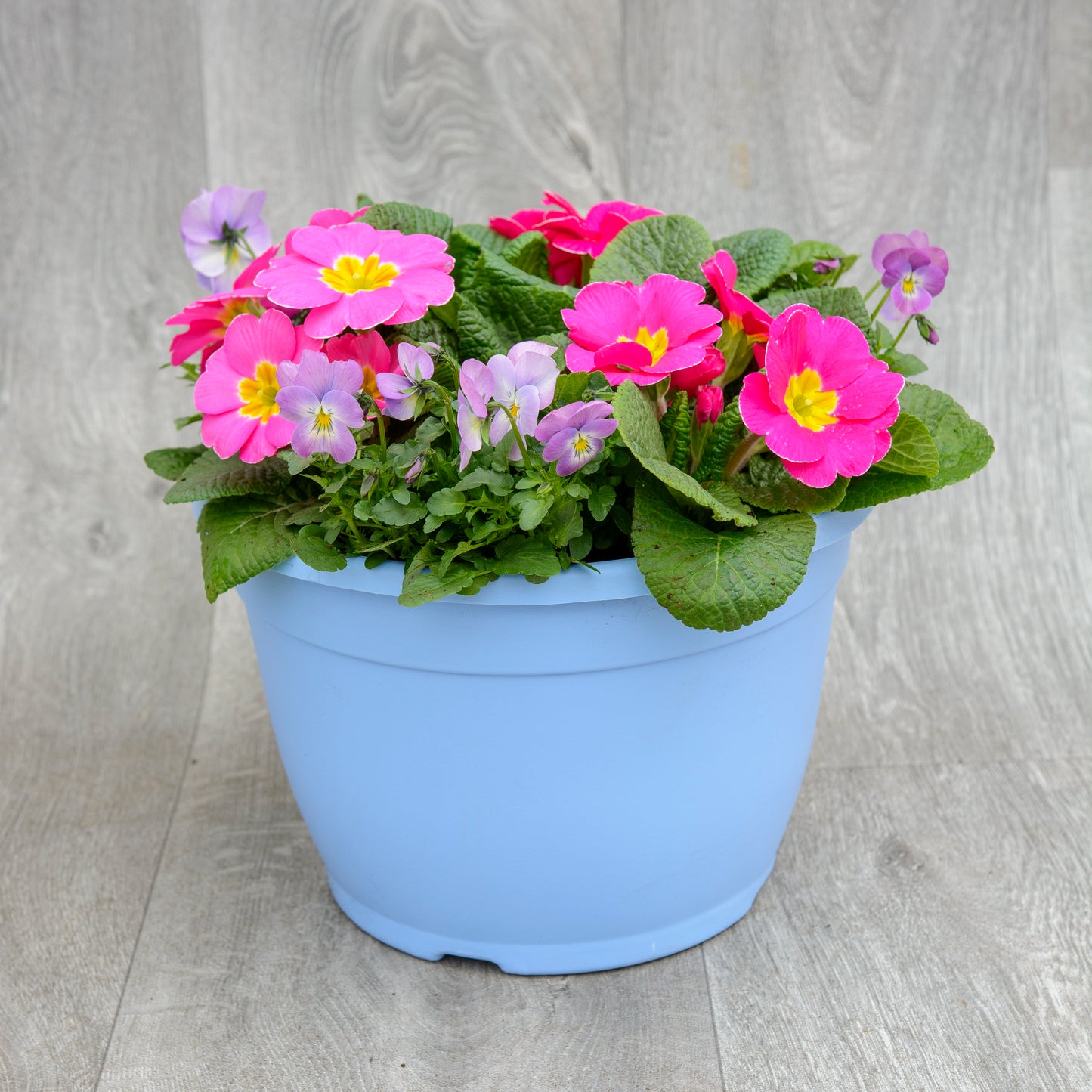 Periwinkle Planter