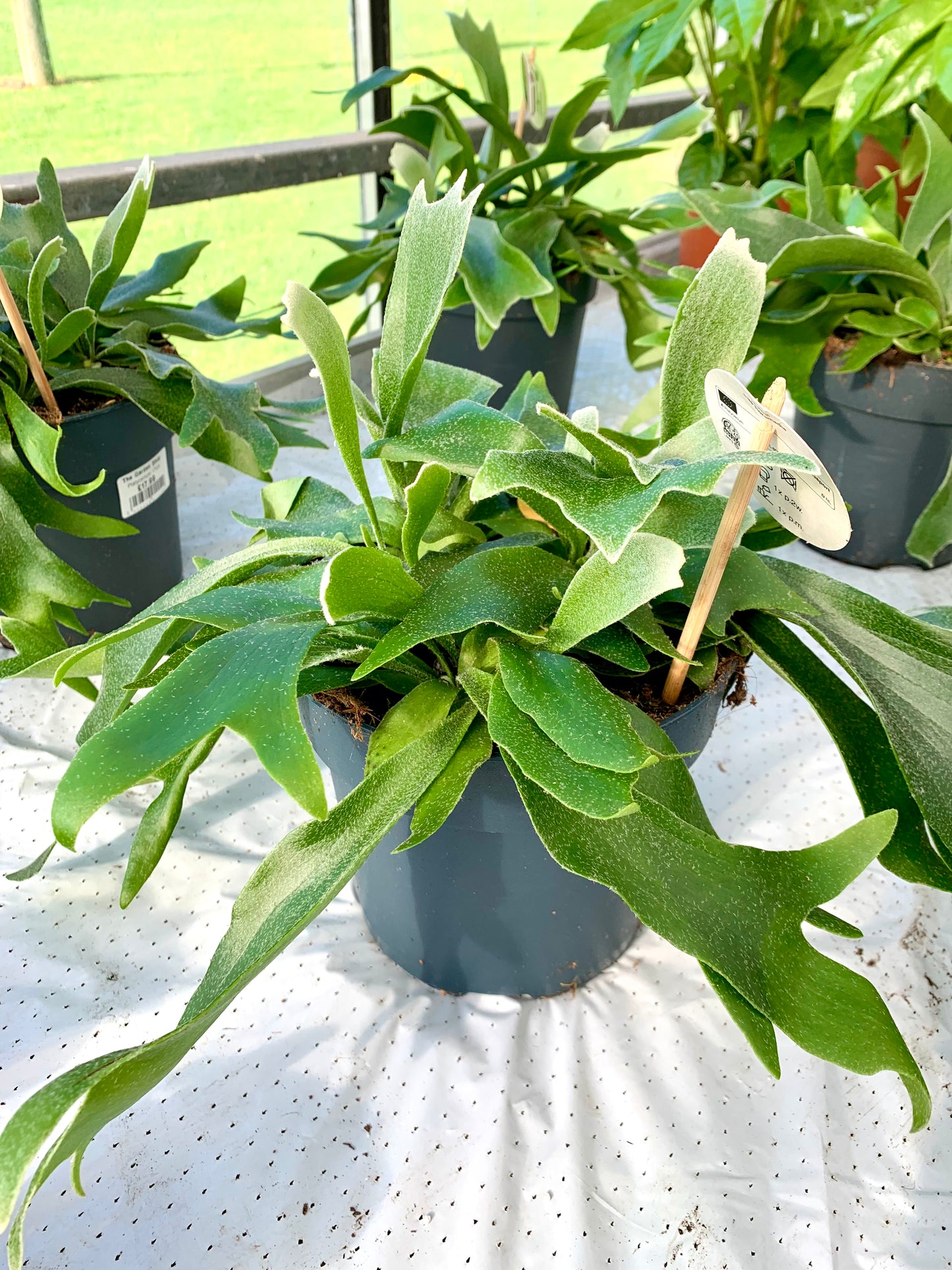 Platycerium bifurcatum