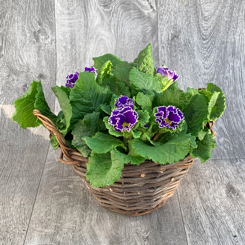 Primrose Rattan Basket