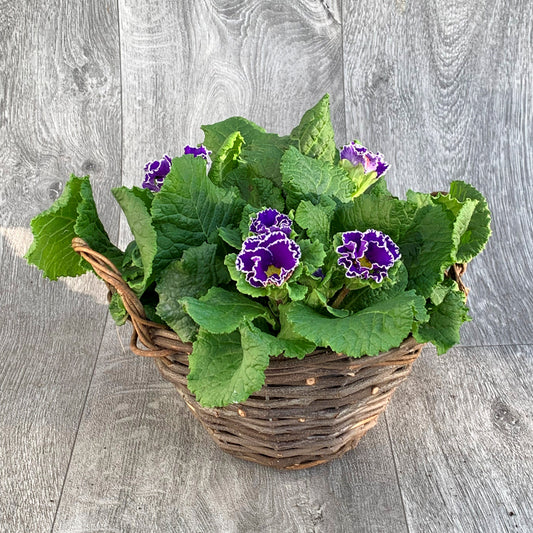 Primrose Rattan Basket
