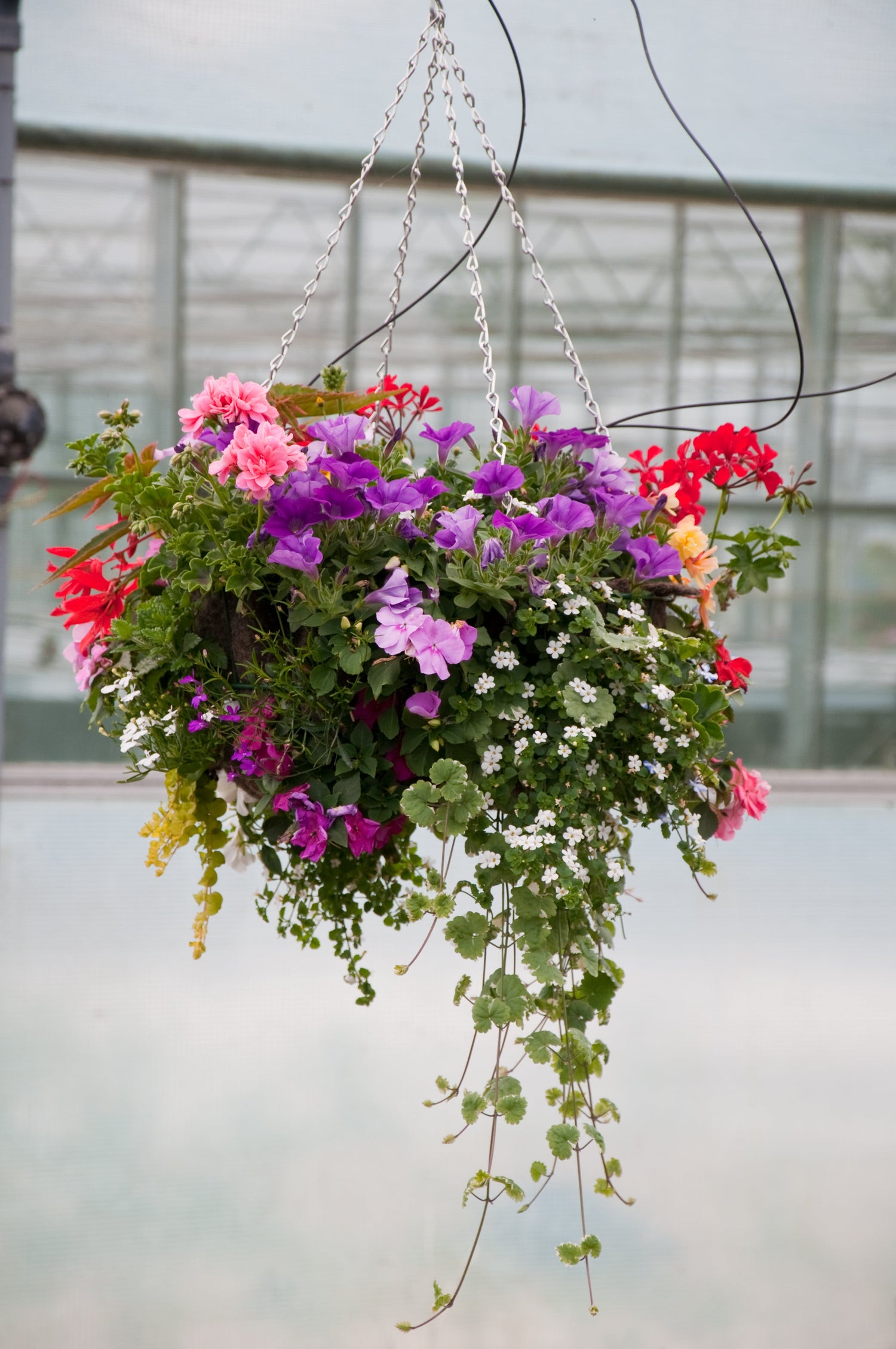 Seasonally Planted Hanging Baskets