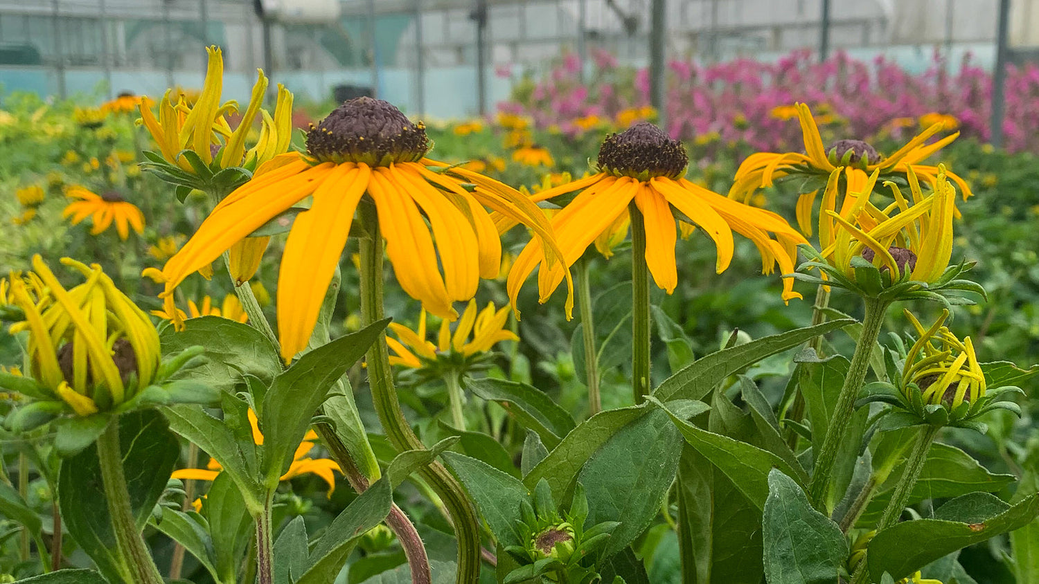 Herbaceous Perennials