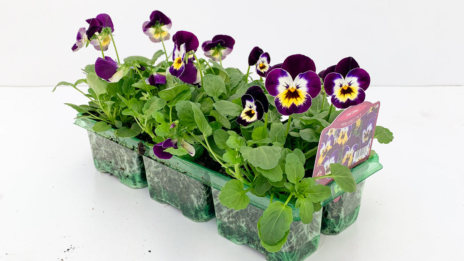 Pack Bedding Plants