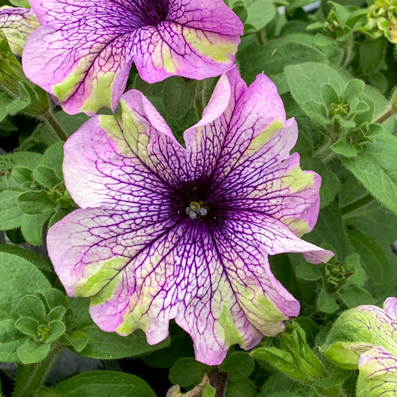 Summer Patio and Basket Plants