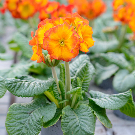 Polyanthus Mixed 10.5cm - Tray of 6