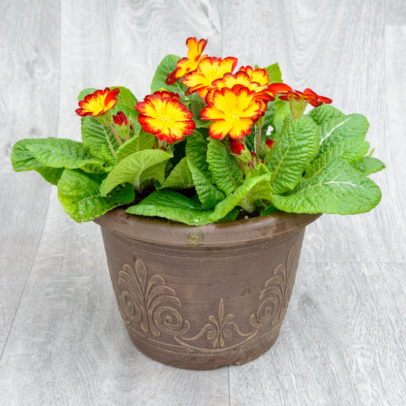 Planter Laurel Primrose