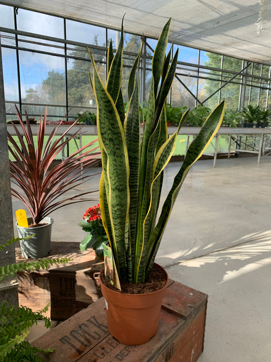 Sansevieria laurentii 75cm