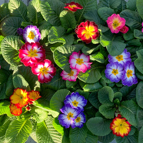 Primrose Mixed - Tray of 15